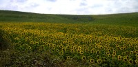 Girasoli.jpg